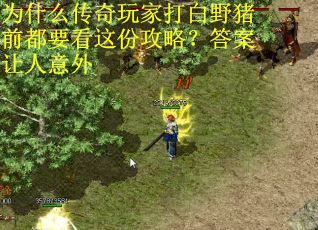 为什么传奇玩家打白野猪前都要看这份攻略？答案让人意外